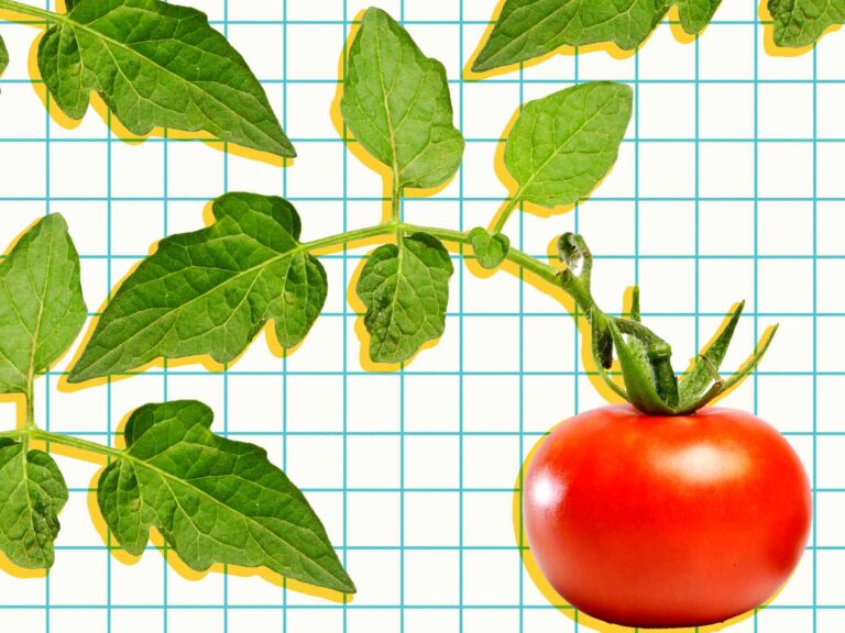 Stop throwing away an ingredient that still makes your tomato sauces tomato strength