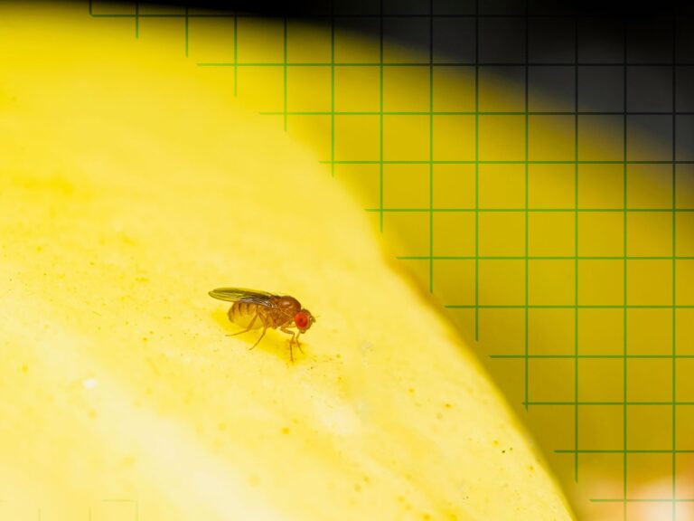 The crazy truth about why fruit flies never leave them alone – and what they should do about it