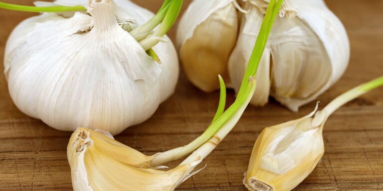 Is Sprouted Knoblauch safe to eat?