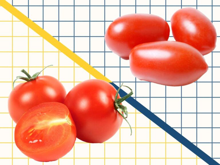 These common tomatoes look similar – but one is built for the taste, the other for durability
